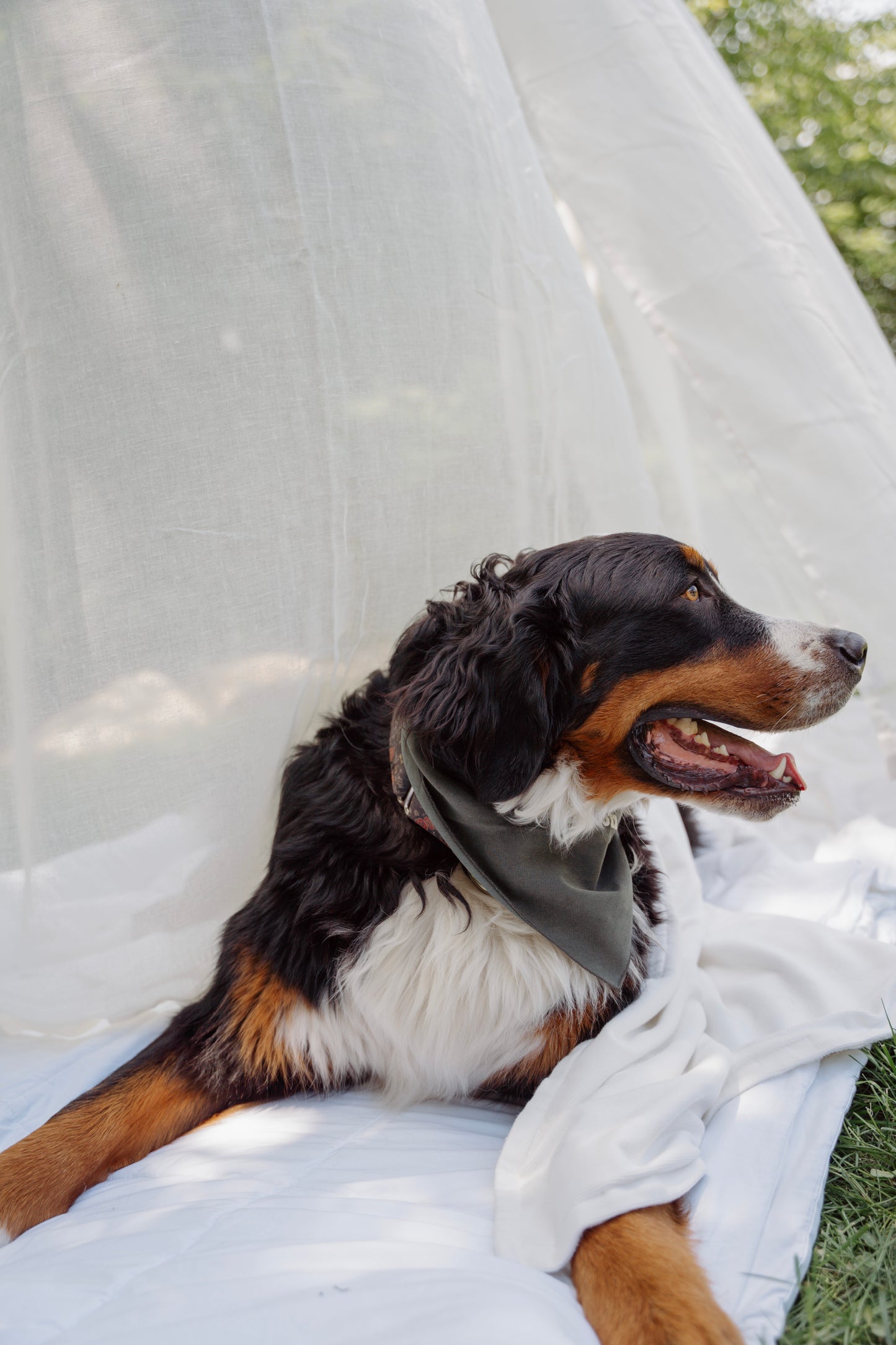 Couverture pour chien personnalisée Kynook - Douce