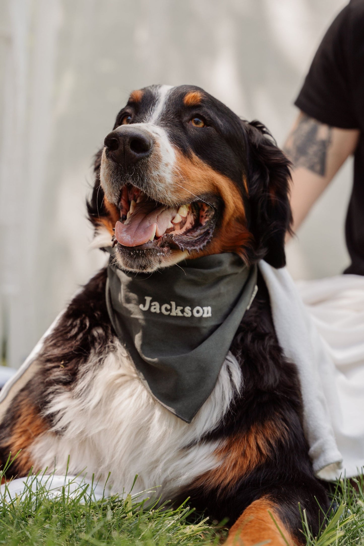 Foulard pour chien personnalisé Kynook - Vert forêt