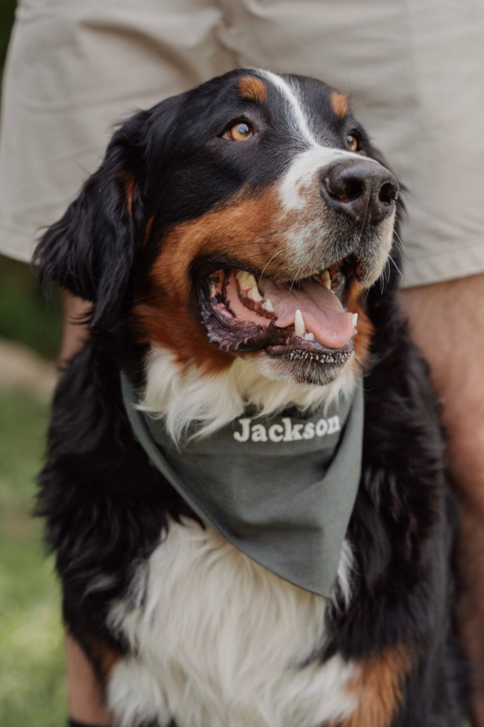 Kynook Customizable Dog Scarf - Forest green