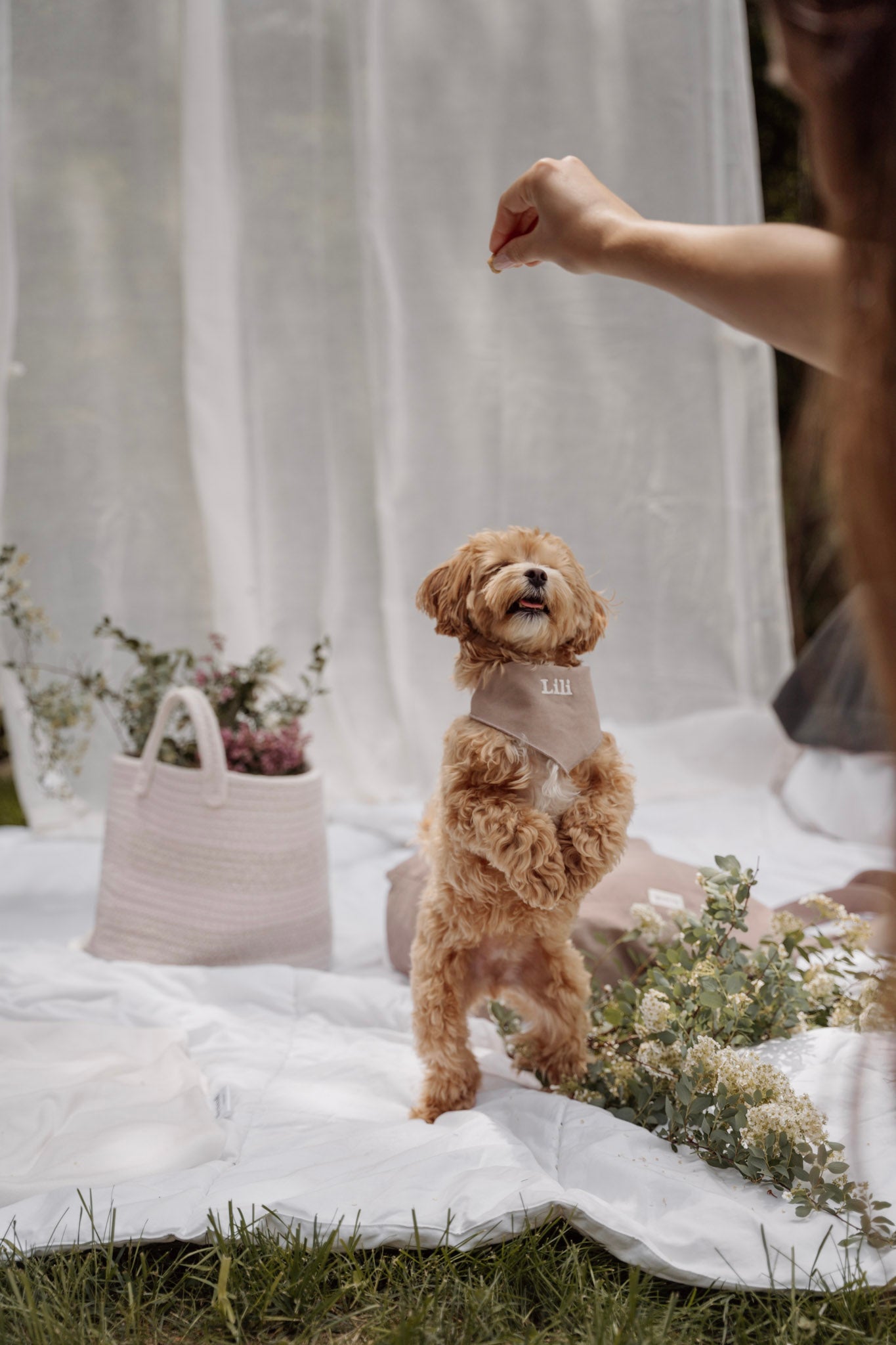 Kynook Customizable Dog Scarf - Hemp
