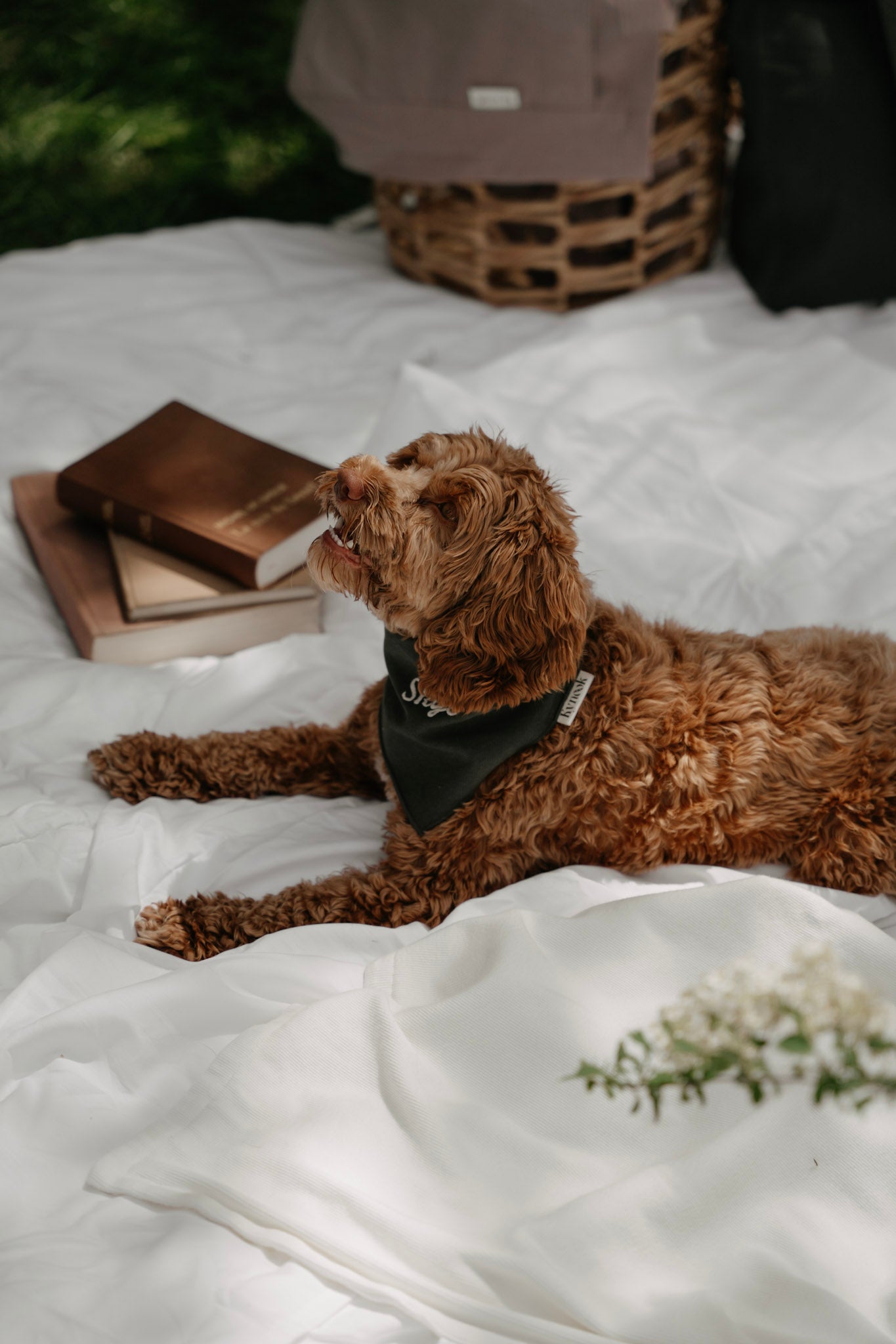 Kynook Customizable Dog Scarf - Forest green