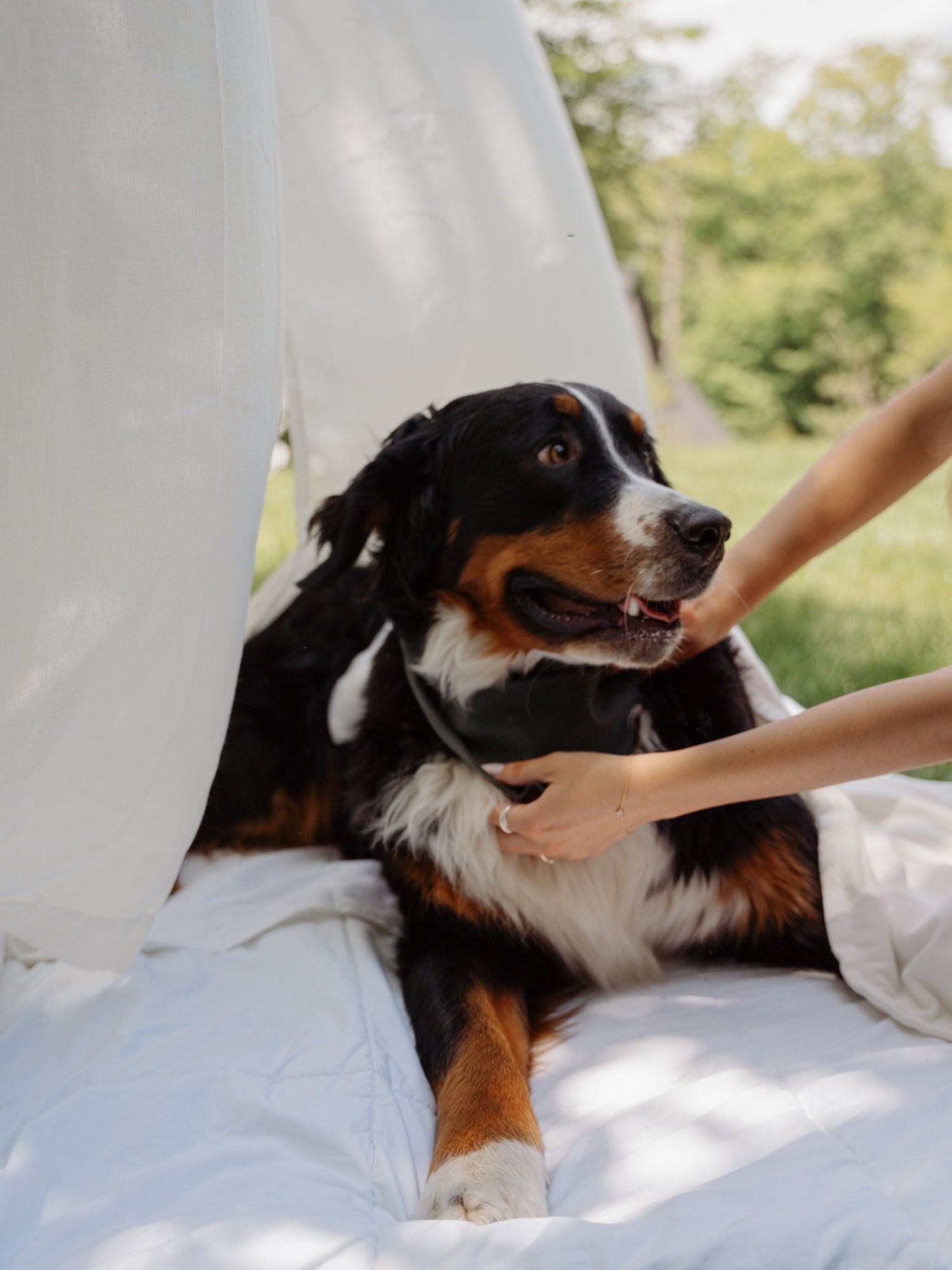 Foulards pour chien personnalisés