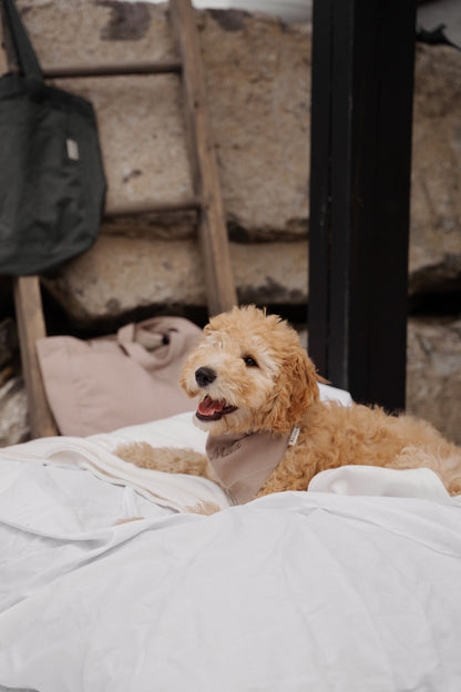 Foulard pour chien personnalisé Kynook - Chanvre