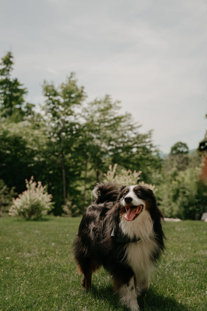 Foulard pour chien personnalisé Kynook - Vert forêt